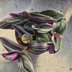 Tradescantia Nanouk