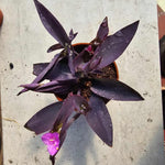 Tradescantia zebrina - Purple