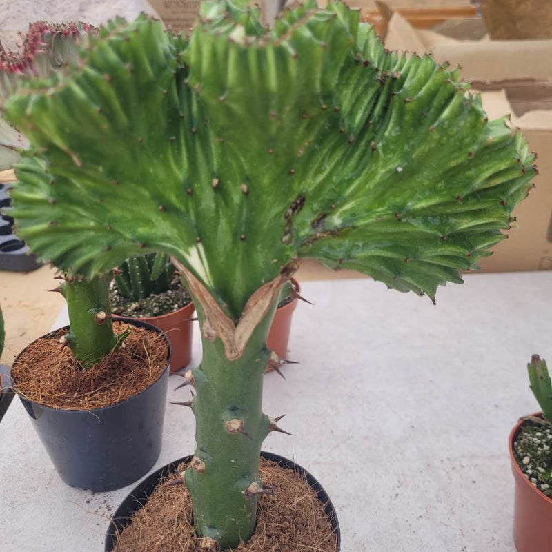 Euphorbia Lactea