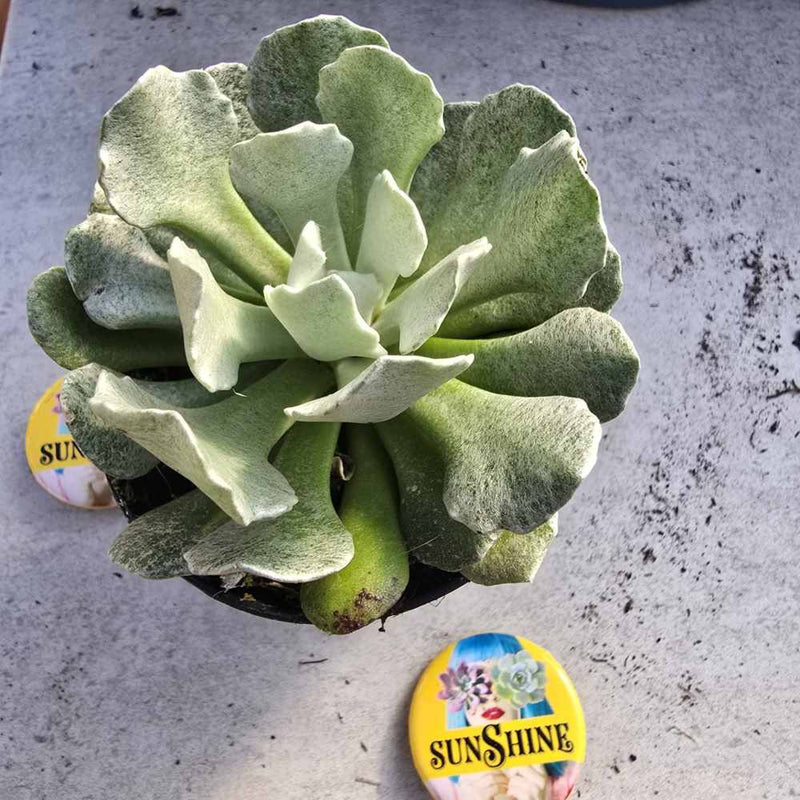 Senecio Scaposus "Silver Coral"