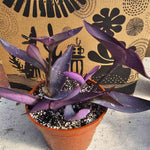 Tradescantia zebrina - Purple