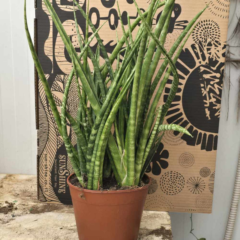 Sunsevieria קירקי