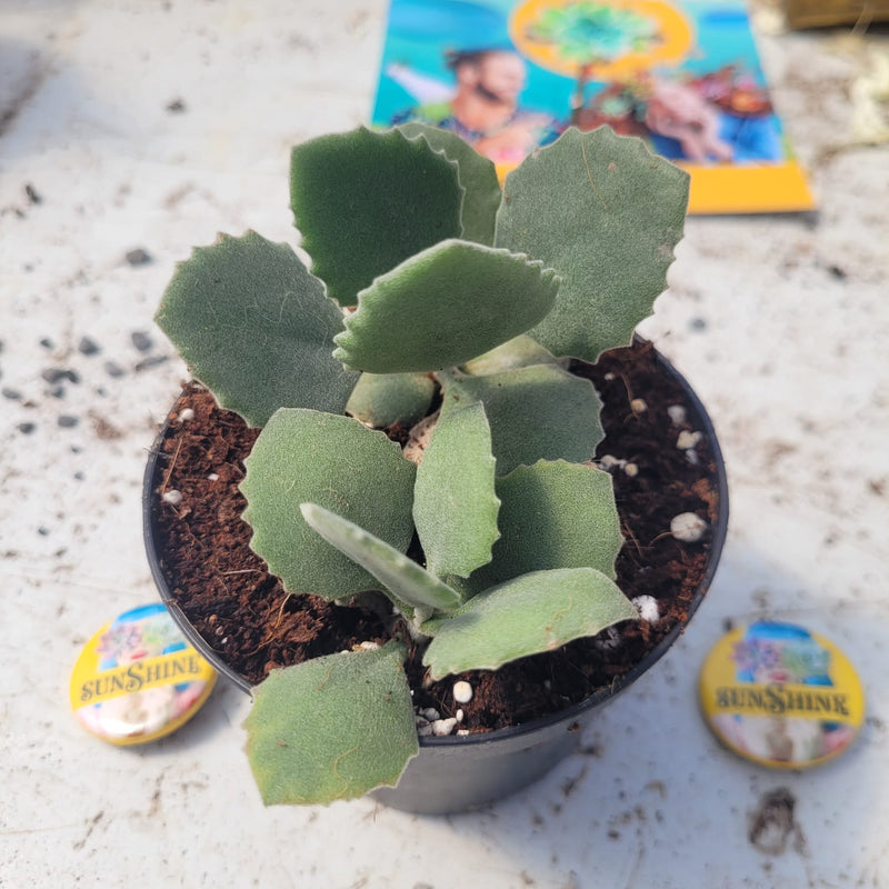 Kalanchoe pumila - Flower Dust Plant