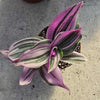 Tradescantia Nanouk