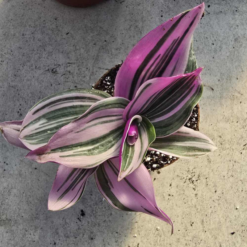 Tradescantia Nanouk