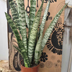 Sunsevieria לבנה XL